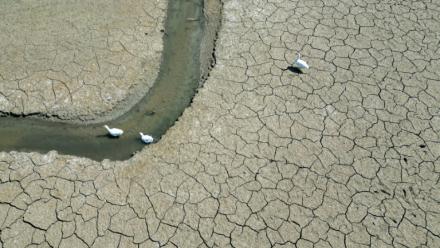 Des oies se déplacent sur un étang presque asséché près d'Oud-Hervelee, en Belgique, le 14 mai 2025