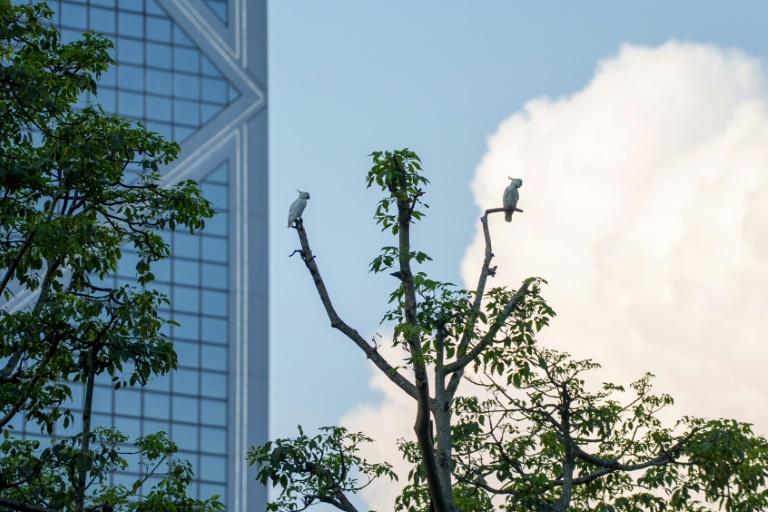 Des cacatoèse soufrés perchés sur un arbre à Kong Kong, le 25 juillet 2025