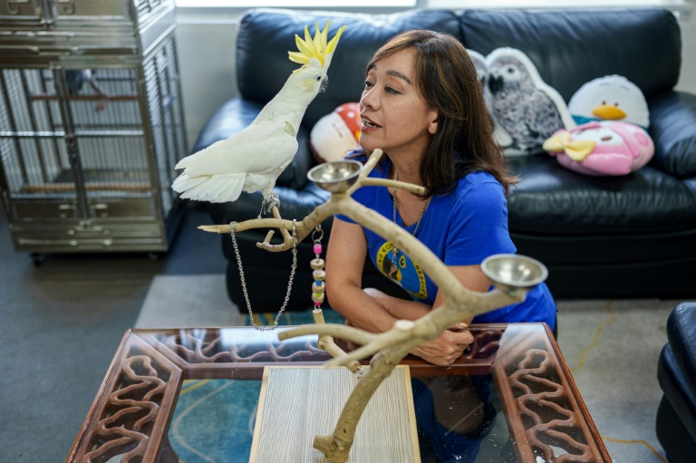 Pong Sharon Kwok, fondatrice d'une association locale de sauvetage de perroquets, et le cacatoès soufré