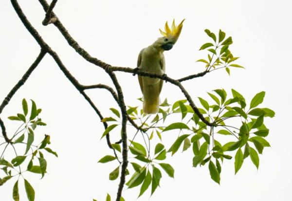 Un cacatoès soufré perché sur un arbre dans le quartier de Causeway Bay, le 28 juillet 2025 à Hong Kong