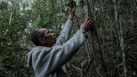 Heriniaina Randrianarimanga tient une liane de poivre sauvage tsiperifery poussant sur son arbre tuteur dans la région d’Analamanga à Madagascar, le 19 septembre 2026