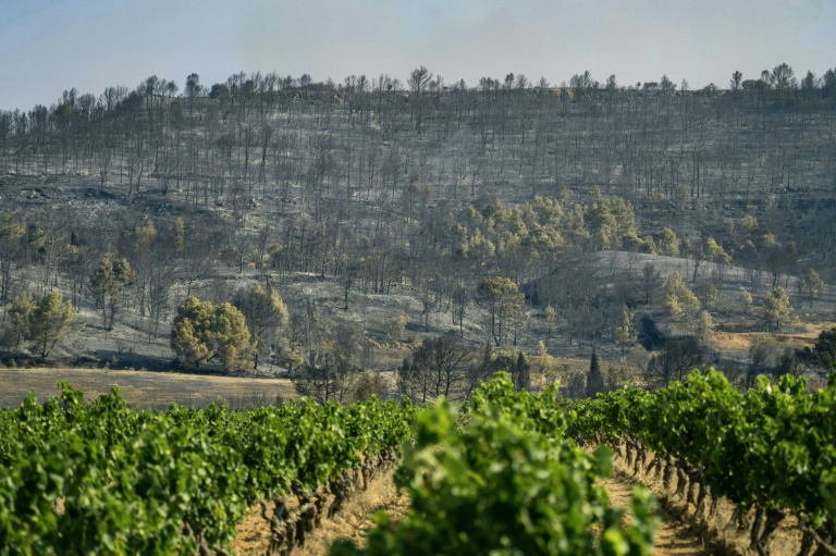 Un vignoble à proximité d'une forêt ravagée par un incendie à Saint-Laurent-de-la-Cabrerisse, dans le sud-ouest de la France, le 6 août 2025