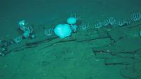 Photo prise par "Global TREnD, IDSSE" et diffusée le 10 juin 2026 montrant le plus grand cimetière de baleines connu au monde, découvert par le submersible chinois Fendouzhe, à sept kilomètres de profondeur dans l'océan Indien 
