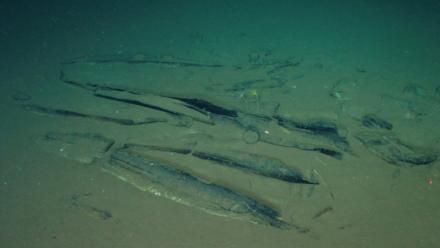 Photo prise par "Global TREnD, IDSSE" et diffusée le 10 juin 2026 montrant le plus grand cimetière de baleines connu au monde, découvert par le submersible chinois Fendouzhe, à sept kilomètres de profondeur dans l'océan Indien 
