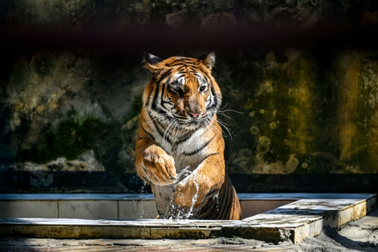 Un tigre du Bengale dans son enclos du  zoo national de Dacca, le 7 avril 2026 au Bangladesh
