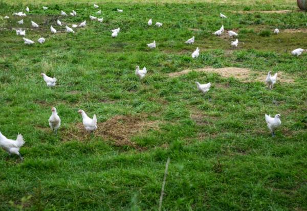 Poulets de Bresse près de Macon le 3 juin 2026