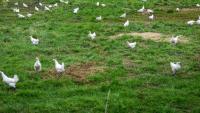 Poulets de Bresse près de Macon le 3 juin 2026