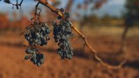 Des raisins desséchés par la sécheresse dans un vignoble à Douzens (Aude), le 10 novembre 2025
