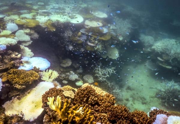 Du corail blanchi et mort autour de Lizard Island, dans la Grande Barrière de corail, à 270 kilomètres au nord de la ville de Cairns, le 5 avril 2024 en Australie