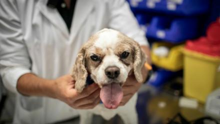 Le chien Junior sur la table de soins est examiné par le cancérologue Jérémy Béguin à l'hôpital vétérnaire de Maisons-Alfort, le 9 juin 2026 dans le Val-de-Marne