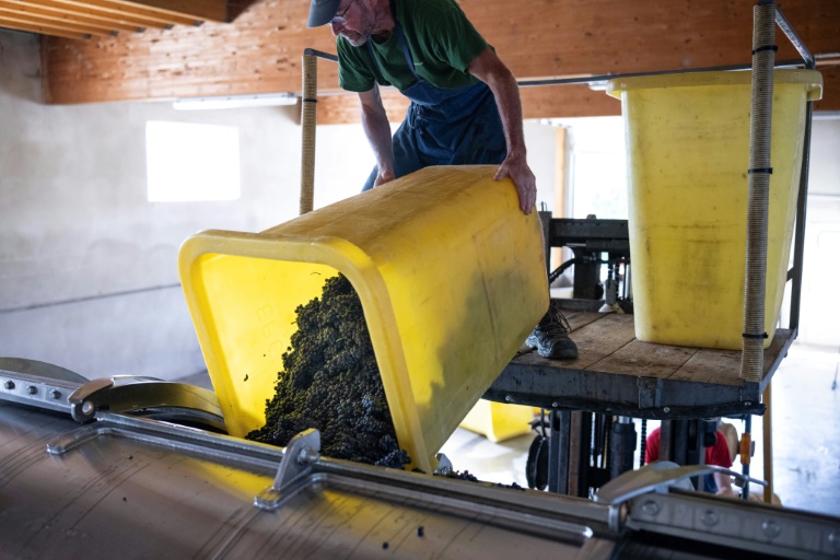 Michel Moellinger, vide un bac de grappes de pinot noir destiné à la production de Crémants, lors des vendanges au Domaine Moellinger, à Wettolsheim (Est de la France), le 19 août 2025