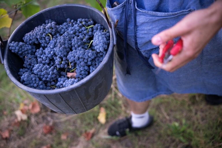 Un seau rempli de grappes de pinot noir destiné à la production de Crémants, lors des vendanges au Domaine Moellinger, à Wettolsheim (Est de la France), le 19 août 2025