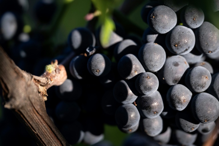 Une grappe de pinot noir destiné à la production de Crémants, lors des vendanges au Domaine Moellinger, à Wettolsheim (Est de la France), le 19 août 2025