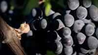 Une grappe de pinot noir destiné à la production de Crémants, lors des vendanges au Domaine Moellinger, à Wettolsheim (Est de la France), le 19 août 2025