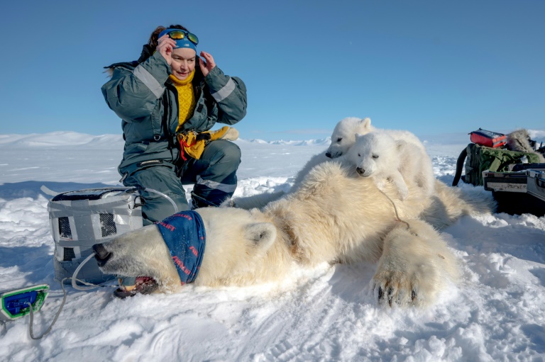La scientifique française Marie-Anne Blanchet fait des prélèvements sur la mère d'oursons polaires à Longyearbyen, en Norvège, le 6 avril 2025