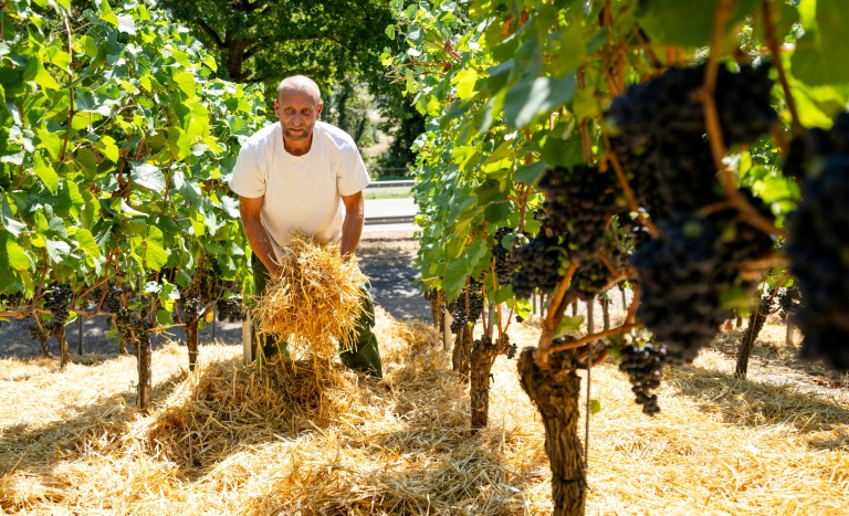 Le vigneron Florian Weingart éparpille de la paille sur le sol pour garder l’humidité dans la terre dans son vignoble de Spay, dans l'ouest de l'Allemagne, le 14 août 2026