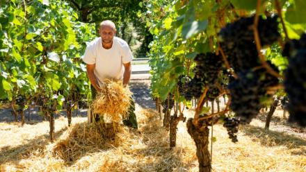 Le vigneron Florian Weingart éparpille de la paille sur le sol pour garder l’humidité dans la terre dans son vignoble de Spay, dans l'ouest de l'Allemagne, le 14 août 2026