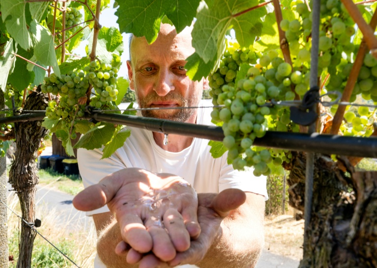 Le vigneron Florian Weingart utilise un système d'irrigation qui laisse l'eau s'écouler goutte à goutte au pied des ceps à Spay, dans l'ouest de l'Allemagne, le 14 août 2026