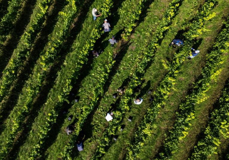 Des vendangeurs dans le domaine Lindicke, à Werder dans le nord de l'Allemagne, le 9 septembre 2025 