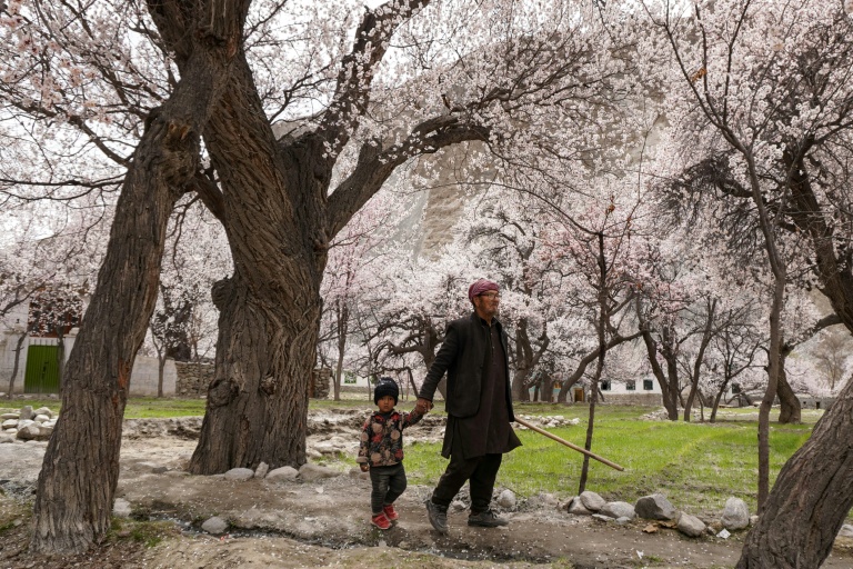 Un homme et un enfant se promènent sous des abricotiers en fleur à Ghanche, dans la région du Gigit-Baltistan, le 30 mars 2026 au Pakistan