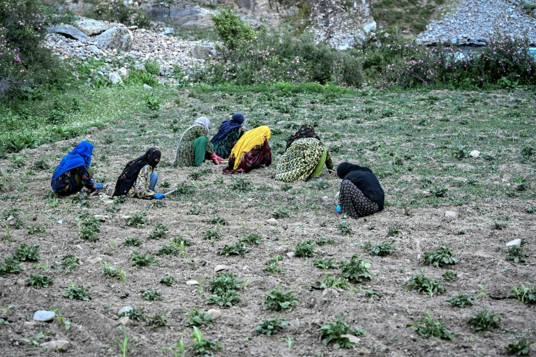 Des agricultrices travaillent dans un champ du village d'Eshtiwi, au Nouristan, le 8 juin 2026 en Afghanistan
