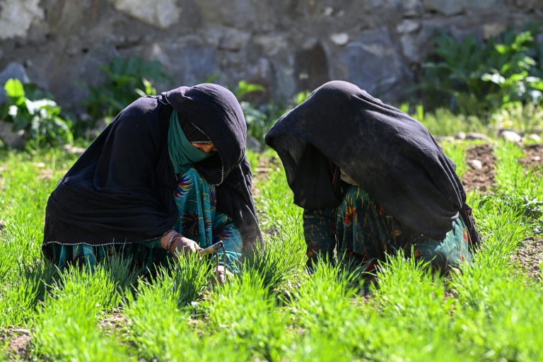 L'agricultrice Habiba (g) et sa soeur Bibi Jan travaillent dans une champ de blé, au village d'Eshtiwi, au Nouristan, le 8 juin 2026 en Afghanistan