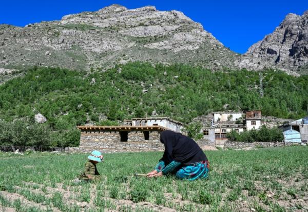 L'agricutrice Habiba travaille dans un champ aux côtés de sa petite-fille Zuheida dans son village d'Eshtiwi, au Nouristan, le 8 juin 2026 en Afghanistan