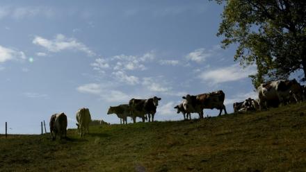 Le ministère avait mis en avant des mouvements "illicites" d'animaux probablement à l'origine de la diffusion de la maladie hors de la Savoie et la Haute-Savoie.