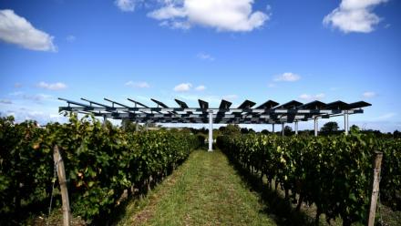 L'installation agrivoltaïque Vitisolar, un projet expérimental piloté par EDF, composé de panneaux photovoltaïques suspendus au-dessus d'un vignoble, à l'Institut des sciences de la vigne et du vin à Villenave-d'Ornon, près de Bordeaux, le 19 septembre 2023
