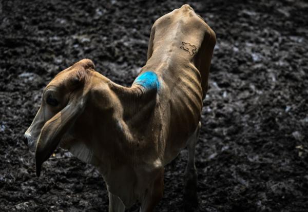 Une vache au marché aux bestiaux de Sensuntepeque, au Salvador, le 1 octobre 2026
