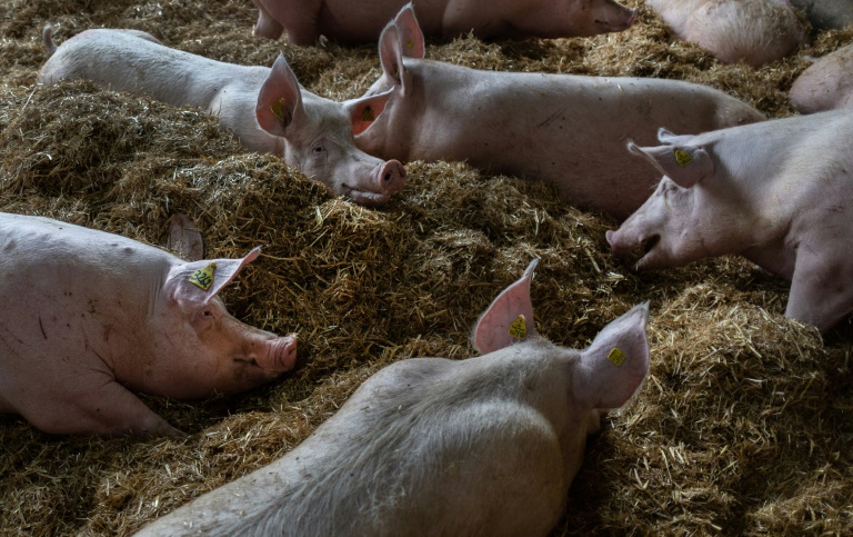 Des truies dans un élevage porcin à Cleden-Poher, le 21 mai 2025 dans le Finistère