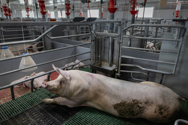 Un élevage porcin à Cleden-Poher, le 21 mai 2025 dans le Finistère