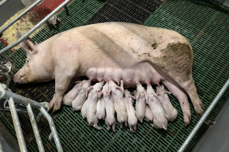 Une truie allaite ses porcelets dans un élevage porcin à Cleden-Poher, le 21 mai 2025 dans le Finistère