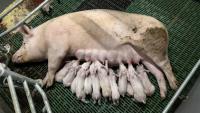 Une truie allaite ses porcelets dans un élevage porcin à Cleden-Poher, le 21 mai 2025 dans le Finistère