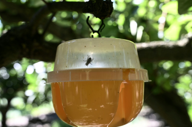 Un piège à mouche méditerranéenne des fruits (Ceratitis capitata) à Naoussa, dans le nord de la Grèce, le 1er septembre 2025