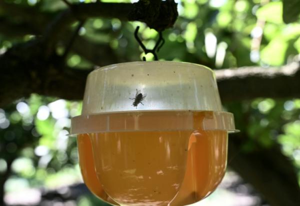 Un piège à mouche méditerranéenne des fruits (Ceratitis capitata) à Naoussa, dans le nord de la Grèce, le 1er septembre 2025