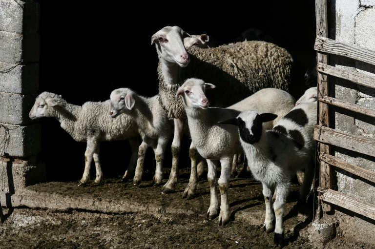 Des brebis à Lagkadas, près de Thessalonique, en Grèce, le 18 février 2026