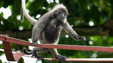 Deux singes angurs à lunettes sur une passerelle suspendue au-dessus de la route Lembah Permai dans le quartier de Tanjung Bungah, à George Town, sur l'île de Penang, le 9 avril 2026 en Malaisie