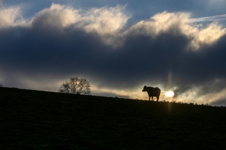 Les premières neiges ont poudré les sommets et la montagne s'est vidée de ses visiteurs estivaux mais des troupeaux entiers de vaches restent bloqués dans les alpages de Savoie, interdits de transhumance pour cause d'épizootie