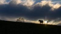 Les premières neiges ont poudré les sommets et la montagne s'est vidée de ses visiteurs estivaux mais des troupeaux entiers de vaches restent bloqués dans les alpages de Savoie, interdits de transhumance pour cause d'épizootie