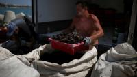 Des récoltants chargent des moules dans un camion frigorifique au port près du cap Kaliakra, côte nord bulgare de la mer Noire, 18 août 2025