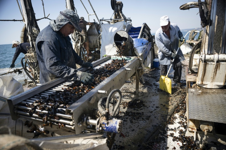 Nayden Stanev trie des moules sur le convoyeur d’un navire de récolte près du cap Kaliakra, côte nord bulgare de la mer Noire, 18 août 2025