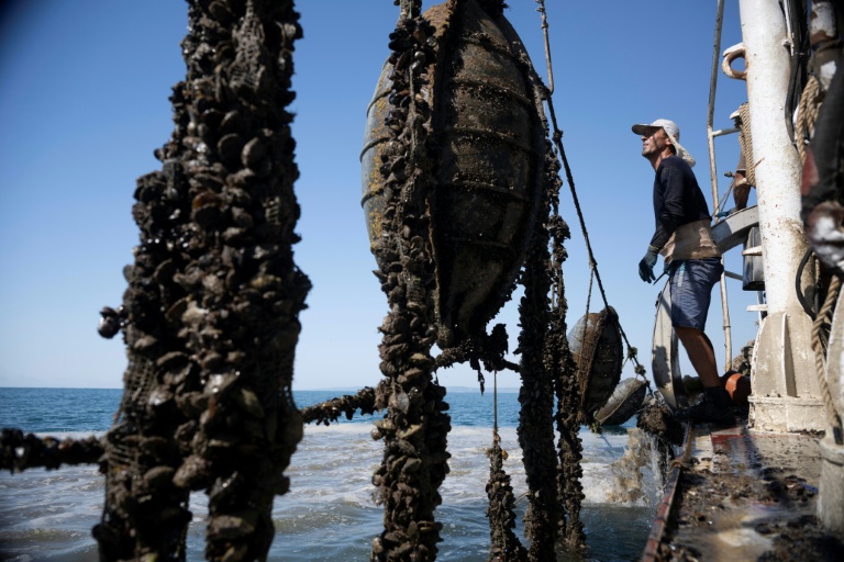 Un pêcheur de moules hisse les filets sur un navire de récolte près du cap Kaliakra, côte nord bulgare de la mer Noire, 18 août 2025