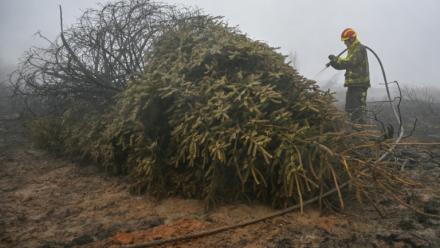 Un pompier arrose un sol et une végétation brûlés lors d'une intervention contre l'incendie dans la réserve naturelle des Hautes Fagnes, dans l'est de la Belgique, le 18 août 2026