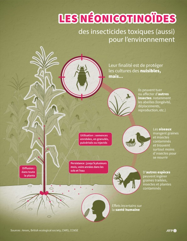 Les néonicotinoïdes, des insecticides toxiques (aussi) pour l'environnement