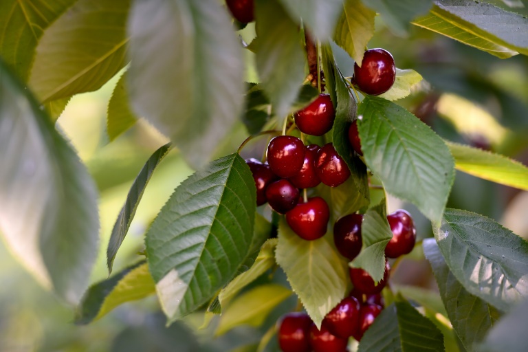 Une clause de sauvegarde avait été actionnée en 2016 pour interdire l'importation de cerises traitées au diméthoate, un insecticide dangereux pour la santé