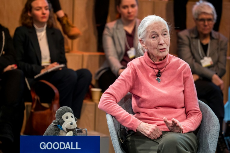 Jane Goodall au World Economic Forum (WEF) à Davos le 19 janvier 2024