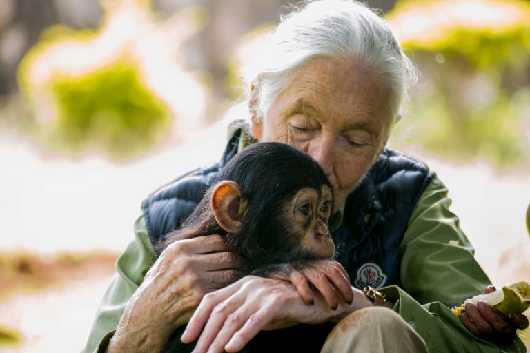 Jane Goodall avec un chimpanzé le 9 juin 2018 à Entebbe, en Ouganda