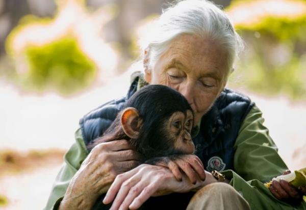 Jane Goodall avec un chimpanzé le 9 juin 2018 à Entebbe, en Ouganda