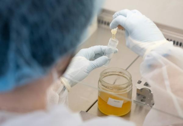 Une chercheuse procède à un test ADN sur un échantillon de miel dans le laboratoire de l'entreprise Sinsoma, le 19 mars 2025 à Voels, en Autriche